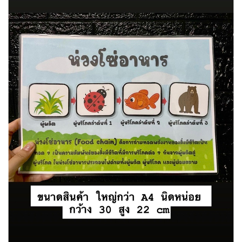 สื่อการสอนห่วงโซ่อาหารขนาดใหญ่ (ซื้อเป็นชุดถูกลง 50฿) ราคา ถูกที่สุด ดีลบีเคเค แกลเลอรีภาพที่ 2