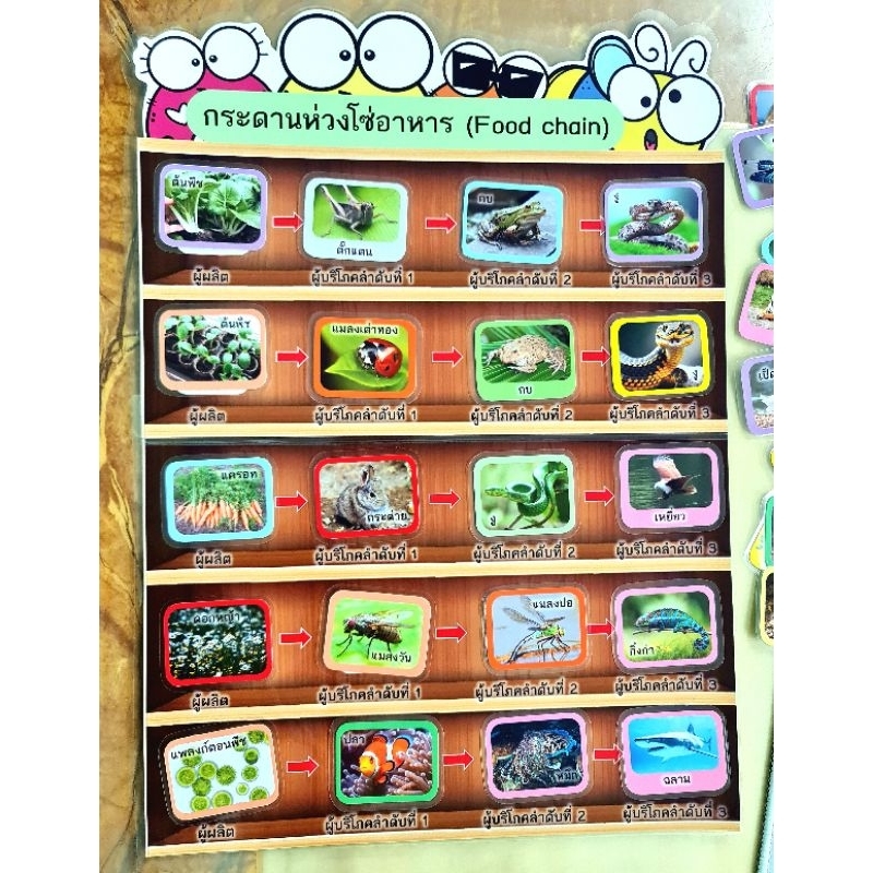 สื่อการสอนวิทยาศาสตร์กระดานห่วงโซ่อาหาร