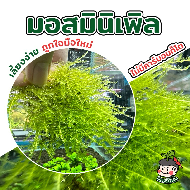 มอสมินิเพิล มินิเพิล มอส ไม้น้ำราคาถูก