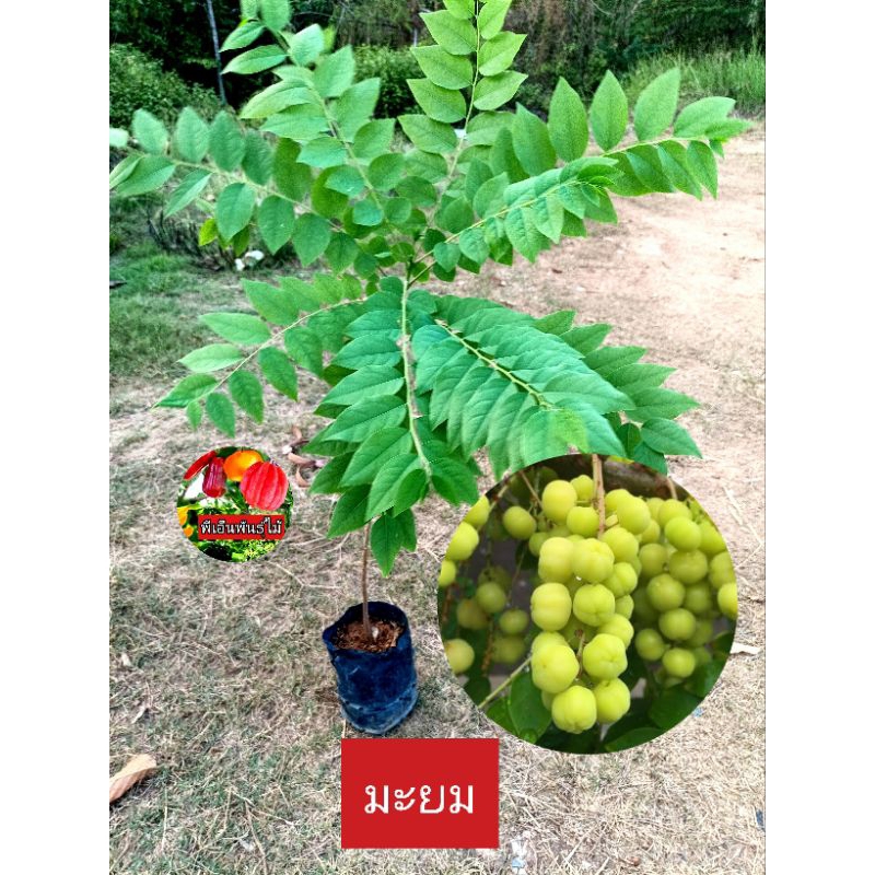 ต้นมะยม มะยม ไม้มงคล