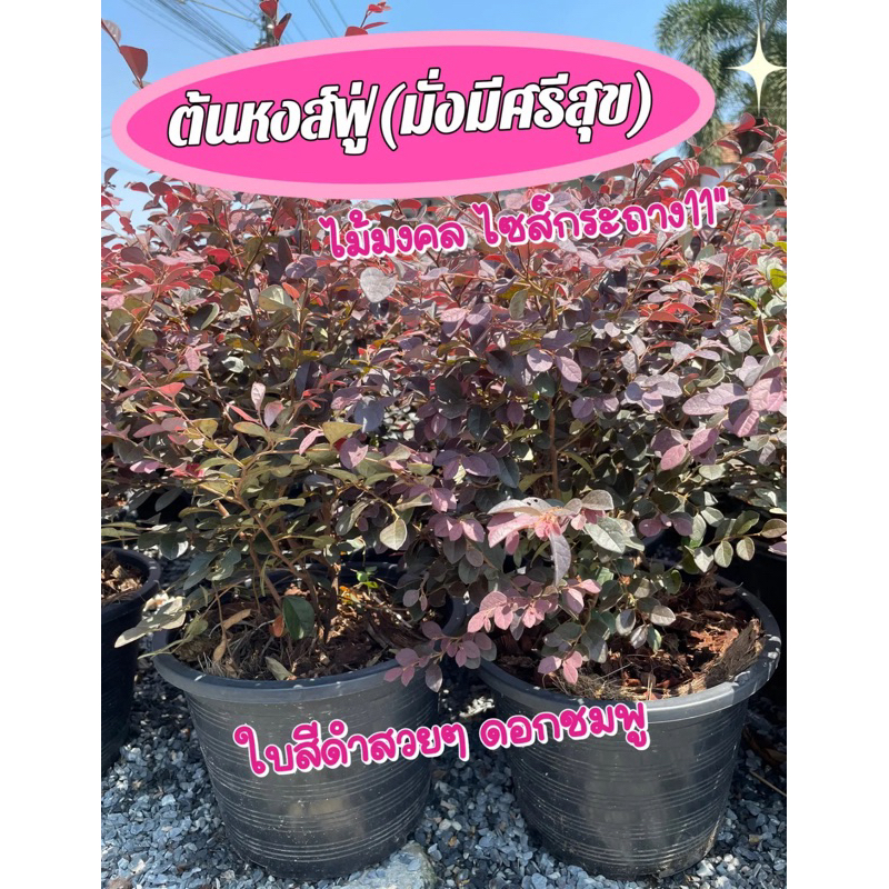 ต้นหงส์ฟู่(มั่งมีศรีสุข) สูง 30-40cm กระถางใหญ่11"
