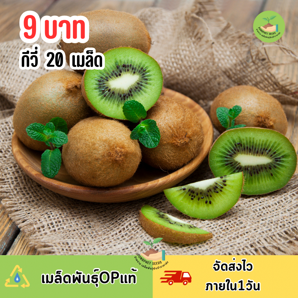 9บาท เมล็ดพันธุ์กีวี่20เมล็ด