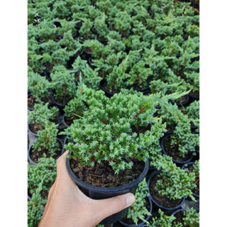 ต้นสนเลื้อยญี่ปุ่น พร้อมดัดบอนไซ‼️ไซส์กระถาง 5.5นิ้ว