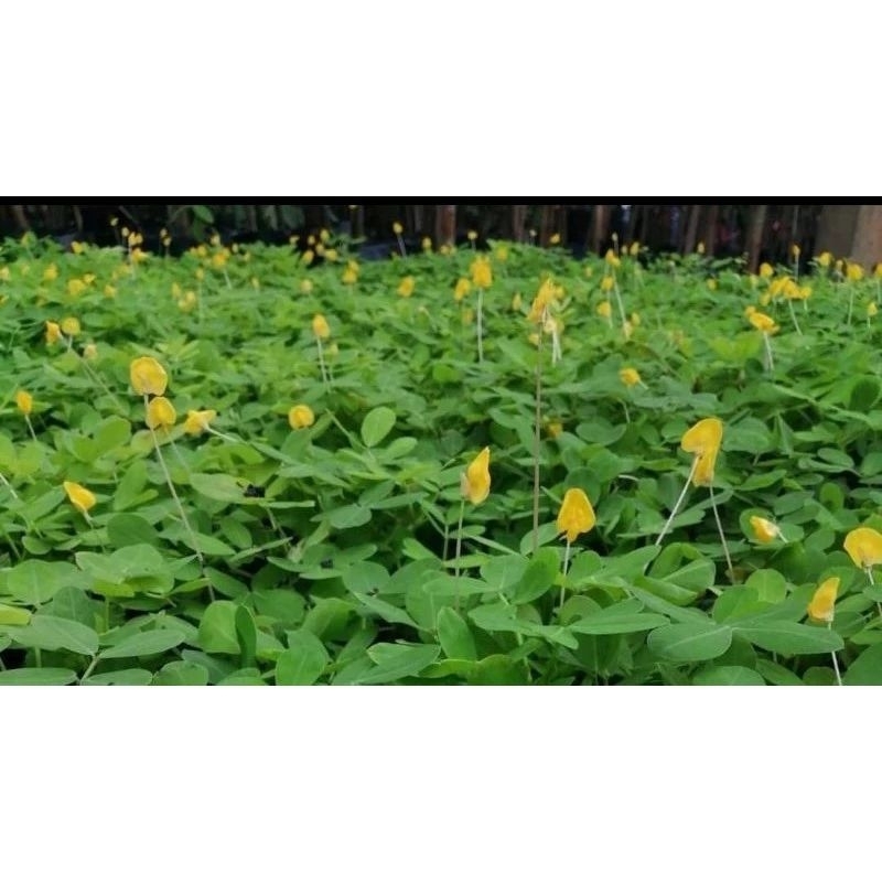 ต้นถั่วบราซิล ชุด 100 ต้น ราคา 490 บาท