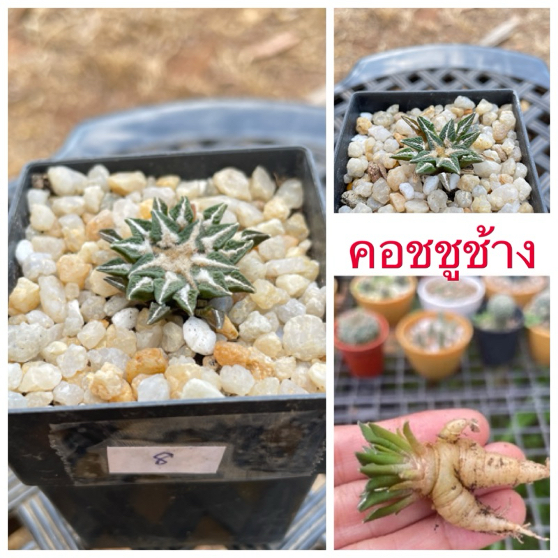 อริโอคาปัส คอชชูช้าง ไม้เมล็ด เลือกต้นได้ ส่งถอดกระถาง