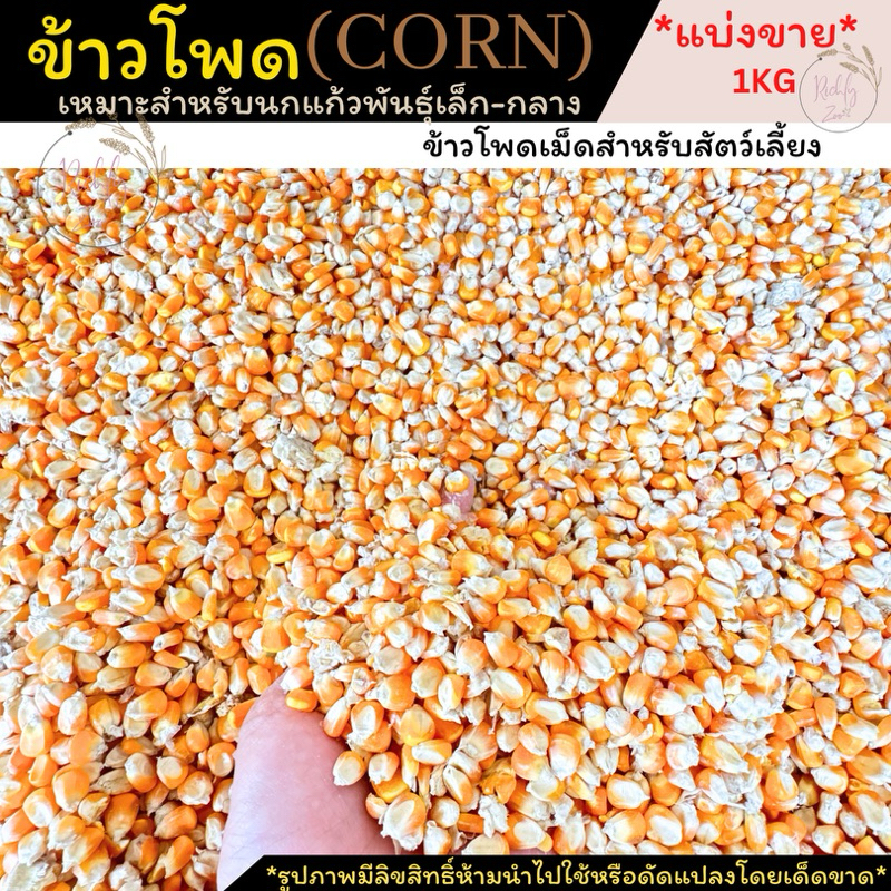 ข้าวโพด สัตว์เลี้ยง พร้อมส่งจากไทย