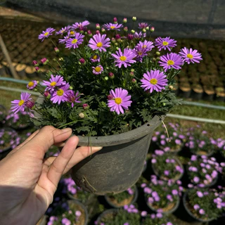 NEW * เดซี่ พันธุ์ใหม่ ดอกใหญ่ (Purple Daisy) ต้นเดซี่ ดอกสีม่วง 🌸 (ส่งติดดอก) 8นิ้ว ดอกไม้ทานได้