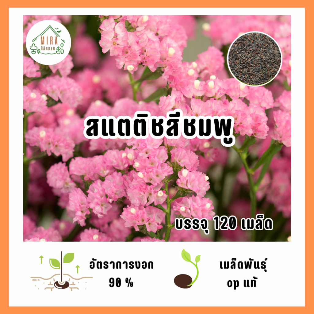 เมล็ดพันธุ์ดอกสแตติช สีชมพู บรรจุ 120 เมล็ด