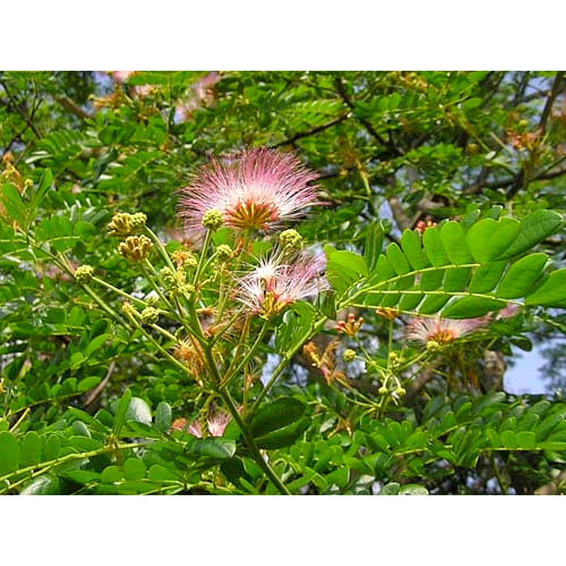 ต้นกล้า จามจุรี  ก้ามปู  ฉำฉา จามจุรีแดง Rain tree พร้อมปลูกต้นละ 10บาท ซื้อ 10ต้นแถม 2ต้น