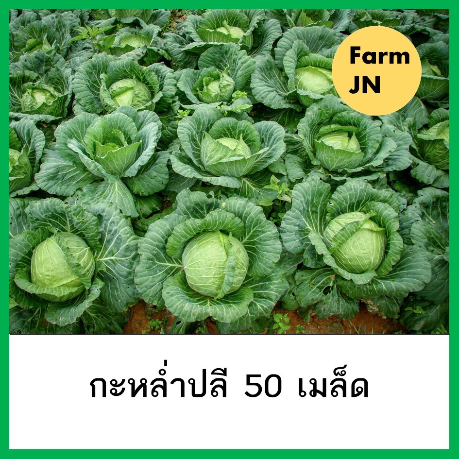 เมล็ดผักกะหล่ำปลี เมล็ดผักสวนครัว เมล็ดผัก5บาท