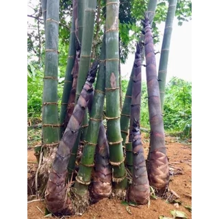 ต้นไผ่ยักษ์น่าน หน่อใหญ่มากหวาน ต้นพร้อมปลูก สูง80-100ซ.ม