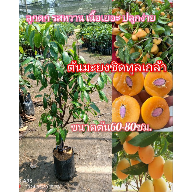 ต้นมะยงชิดพันธุ์ทูลเกล้า ผลใหญ่ เนื้อเยอะ รสหวานอมเปรี้ยว ขนาดต้น 60-80 ซม.
