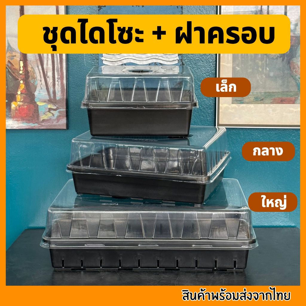 ชุดเพาะเมล็ด เซ็ตถาดไดโซะ  ถาดทึบ ถาดรู ชุดเพาะชำ ฝาครอบ ถูกที่สุด