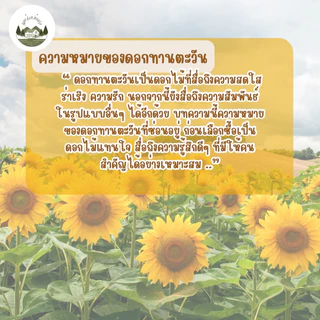 เมล็ดพันธุ์ทานตะวันชมดอก 60 เมล็ด
