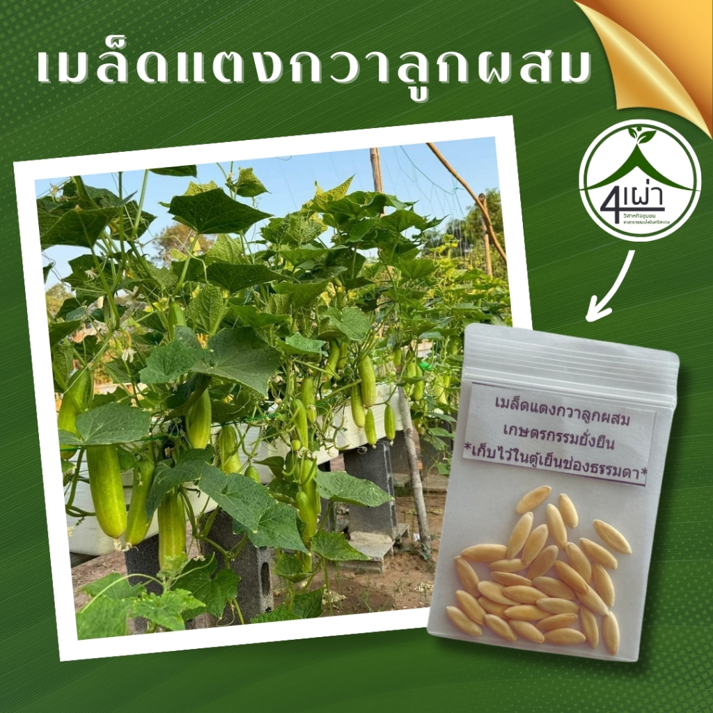 เมล็ดพันธุ์แตงกวาลูกผสม 30 เมล็ด ติดผลดก แตกแขนงดี ต้านทานโรค ปลูกได้ทุกฤดู - เกษตรกรรมยั่งยืน