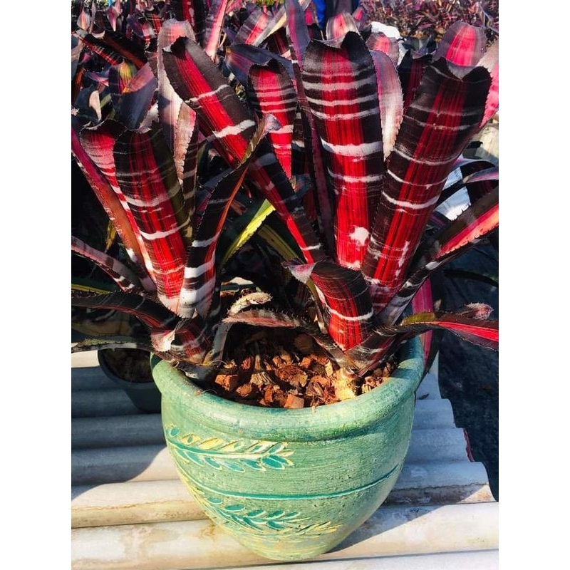 สับปะรดสี  AECโรโบโต้ไม้ทนแดด สีสันสดใส และเสือมินิสวยๆ