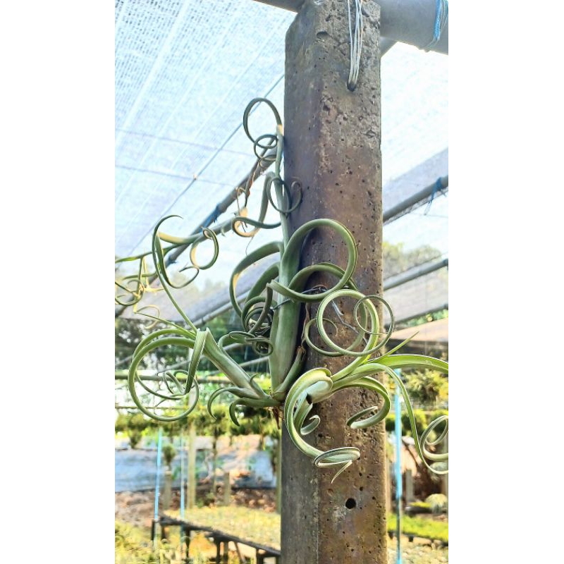 Tillandsia intermedia ชุด 2 ต้น