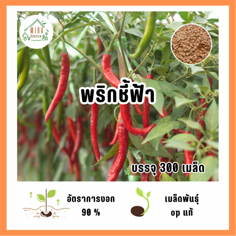 เมล็ดพันธุ์ พริกชี้ฟ้า บรรจุ 300 เมล็ด