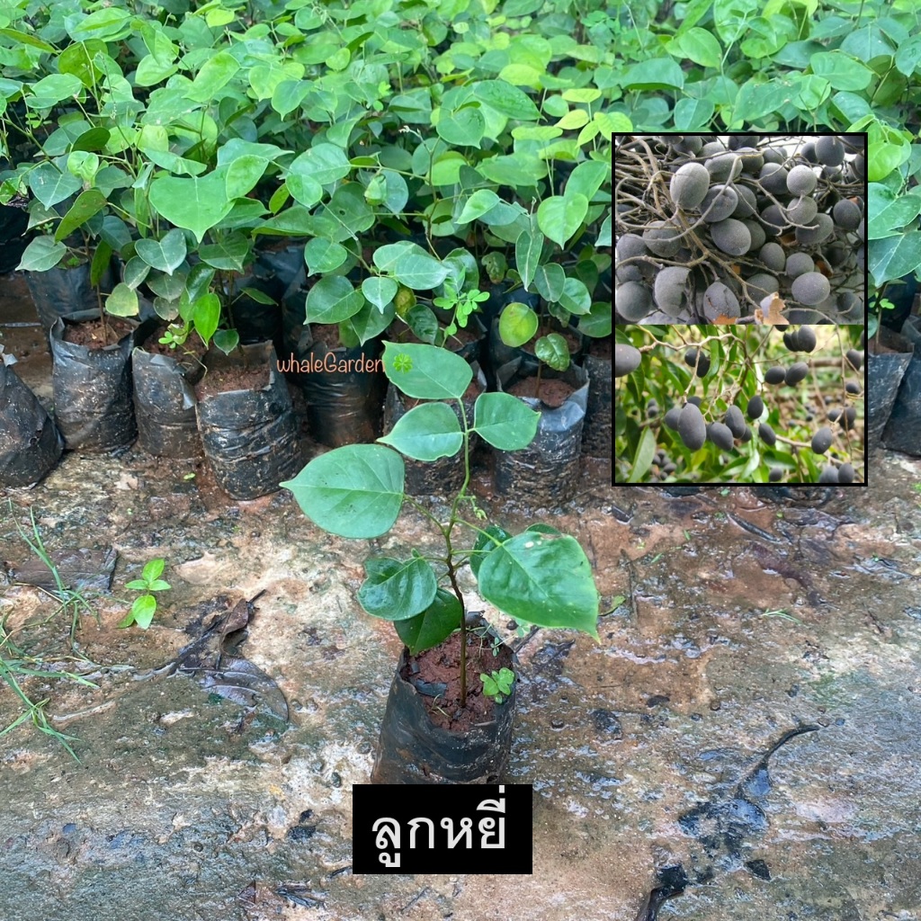 ต้นลูกหยี ลูกหยี หมากเค็ง Dialium Cochinchinense ผลสีดำรับประทานได้ (รับประกัน ส่งใหม่ฟรี หากสินค้าเเสียหาย!!)