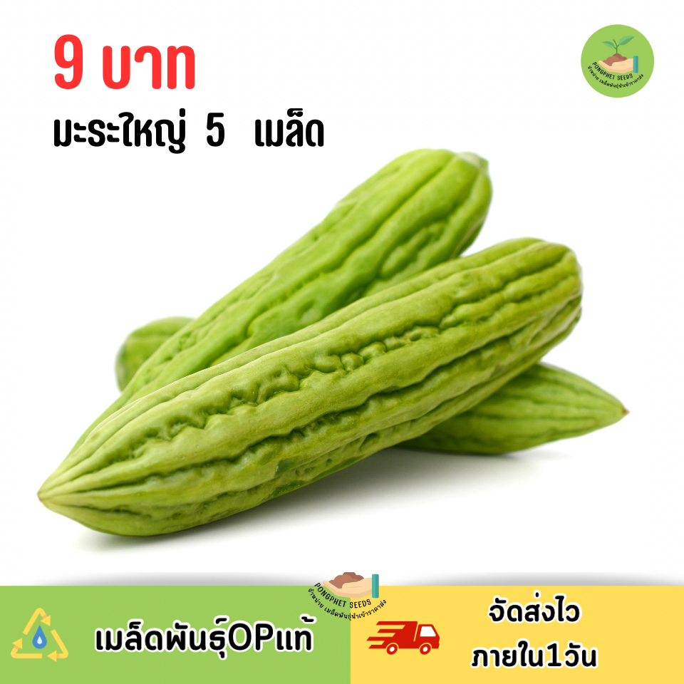 9บาท มะระใหญ่จีน 5 เมล็ด