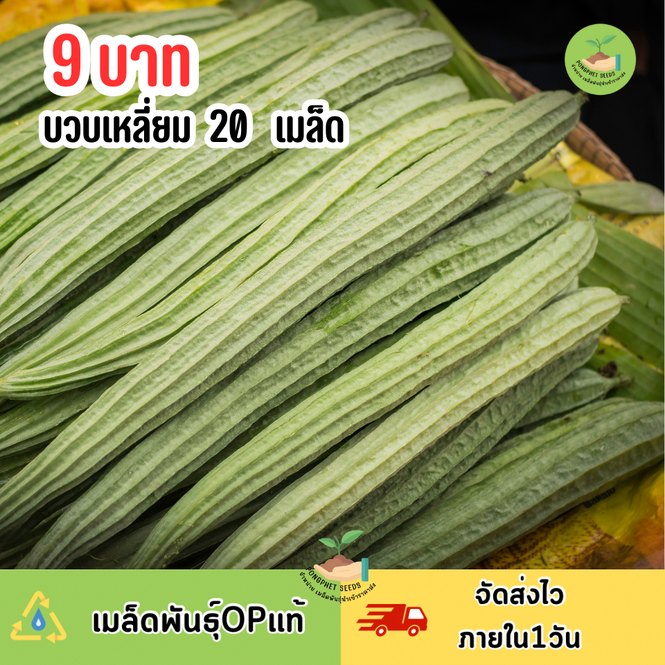 9บาท บวบเหลี่ยมยาว 20 เมล็ด