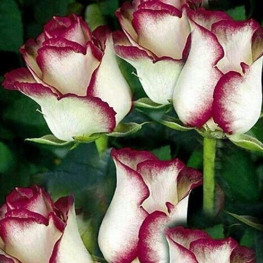 20 เมล็ด กุหลาบ White Pink Rose Rose Seeds
