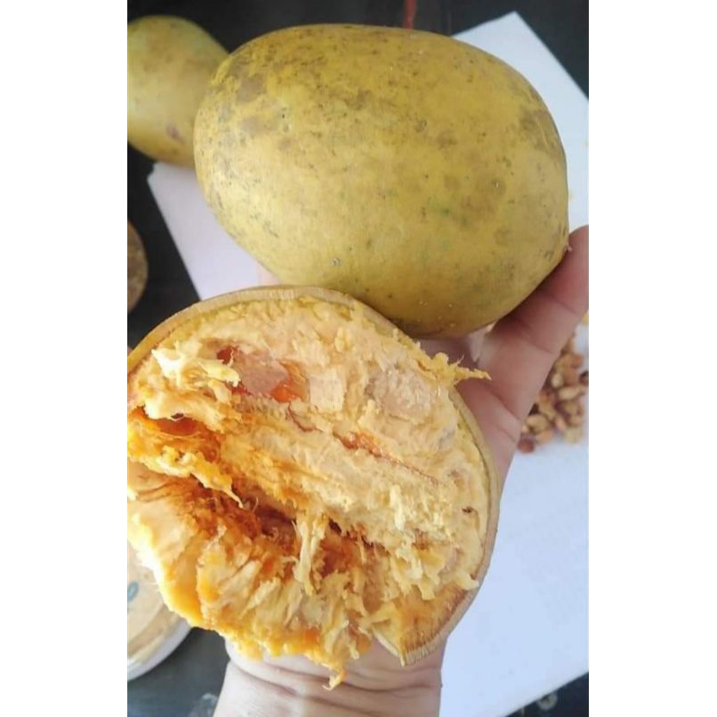 ต้นมะตูมไทย ส่งทั้งถุงชำ ขนาดต้น 40-50 ซม.ต้นมีพร้อมส่ง - รูปที่ 4