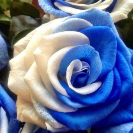 30 เมล็ด เมล็ดพันธุ์ กุหลาบ Dragon Rose Seeds สี ขาว-น้ำเงิน ดอกใหญ่ นำเข้าจากต่างประเทศ พร้อมคู่มือ เมล็ดสด ใหม่