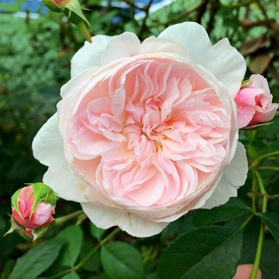 20 เมล็ด กุหลาบอังกฤษ พันธุ์ไม้เลื้อย สีชมพู ดอกใหญ่ Rose seeds