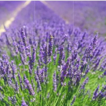 ลาเวนเดอร์ อังกฤษ ดอกหอม Lavendula angustifolia lavender 100 เมล็ด