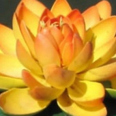 บัวจิ๋ว สีส้มทอง Mini Golden Lotus 5 เมล็ด