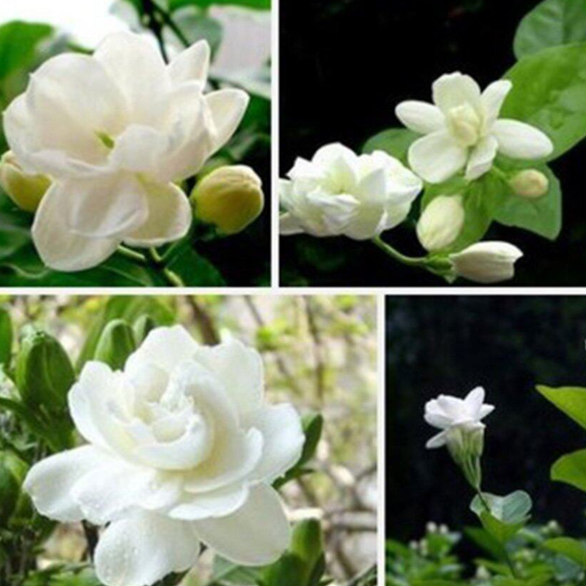10 เมล็ดพันธุ์ มะลิซ้อน Jasmine flower Seeds มีคู่มือพร้อมปลูก อัตรางอก 80-85%