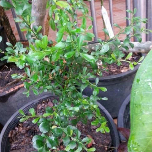 ต้นมะนาวนิ้วมือ (Finger Lime) Citrus australasica มะนาวคาเวียร์ จัดส่งพร้อมถุง 4 นิ้ว ลำต้นสูง 30 ซม ต้นไม้แข็งแรงทุกต้น