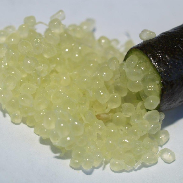 ต้นมะนาวนิ้วมือ มะนาวคาเวียร์ Finger lime พันธุ์ EMMA ลำต้นสูง 30 ซม