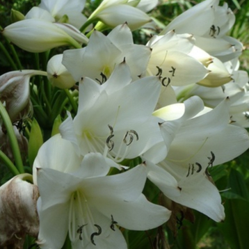 1 หัวใหญ่ ว่านมหาบัว ดอกขาว Crinum moorei ดอกสวย กลิ่นหอมฟุ้งกระจาย ดอกมีกลิ่นหอมมากๆๆ หัวใหญ่ๆ ไม้ม