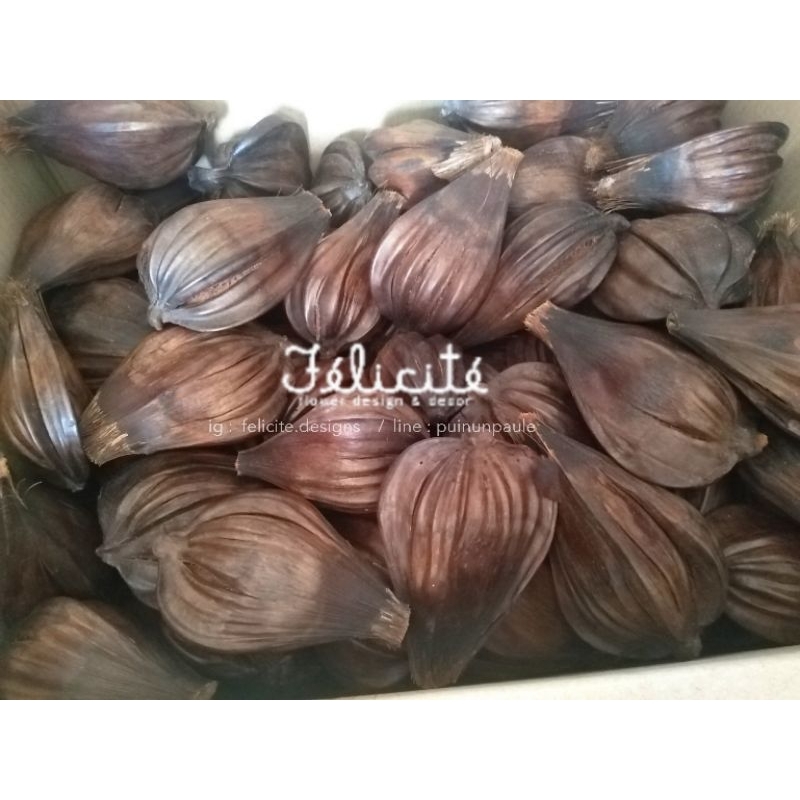 ลูกจาก​  ลูกชิด​  เมล็ดลูกจากแห้ง