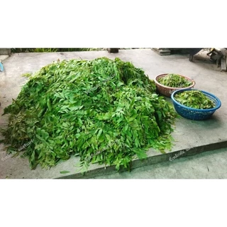 ผักขี้เหล็กต้ม ขี้เหล็กต้ม ขนาด 500 กรัม 60 บาท