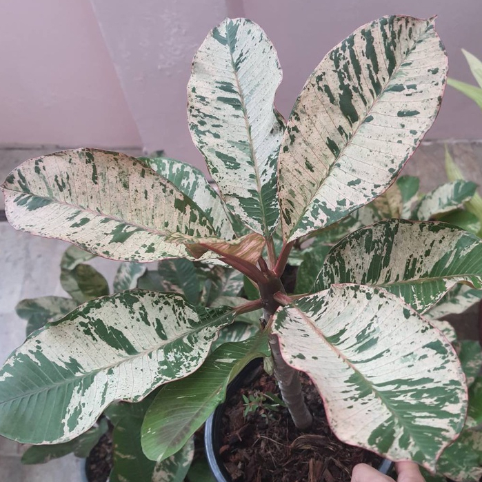 ต้นลีลาวดีแคระ ใบด่าง ดอกหอมมาก ต้นเตี้ย ดอกสีชมพูอ่อน Variegated ลำต้นสูง 30-40 ซม ส่งพร้อมกระถาง