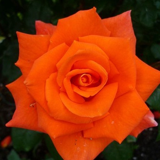 5 เมล็ด กุหลาบ สีส้ม ดอกใหญ่ กุหลาบ