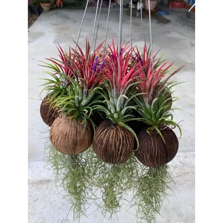 ต้นไม้ฟอกอากาศ พร้อมลวดแขวน สินค้าพร้อมจัดส่งมีให้ลูกค้าเลือกมากมาย สินค้าตรงปก และมีประกันสินค้าทุกชิ้นค่ะ