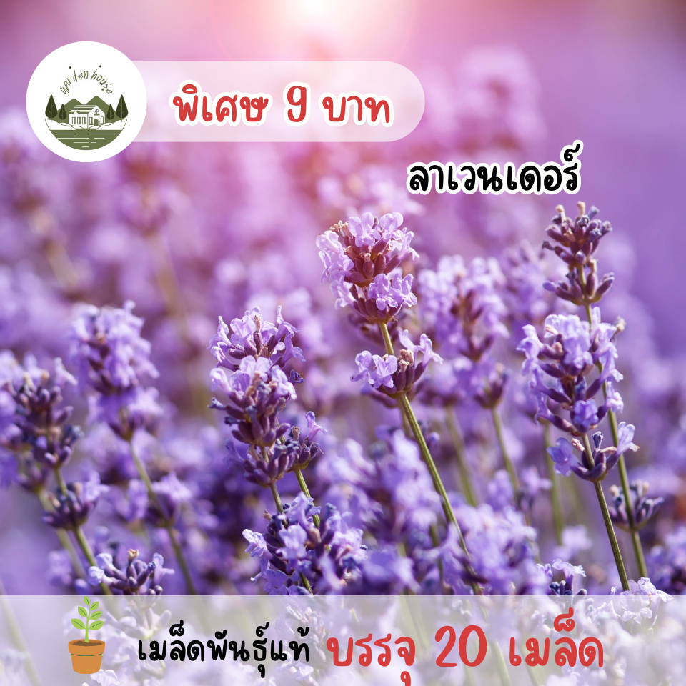 เมล็ดพันธุ์ดอกลาเวนเดอร์ 20 เมล็ด