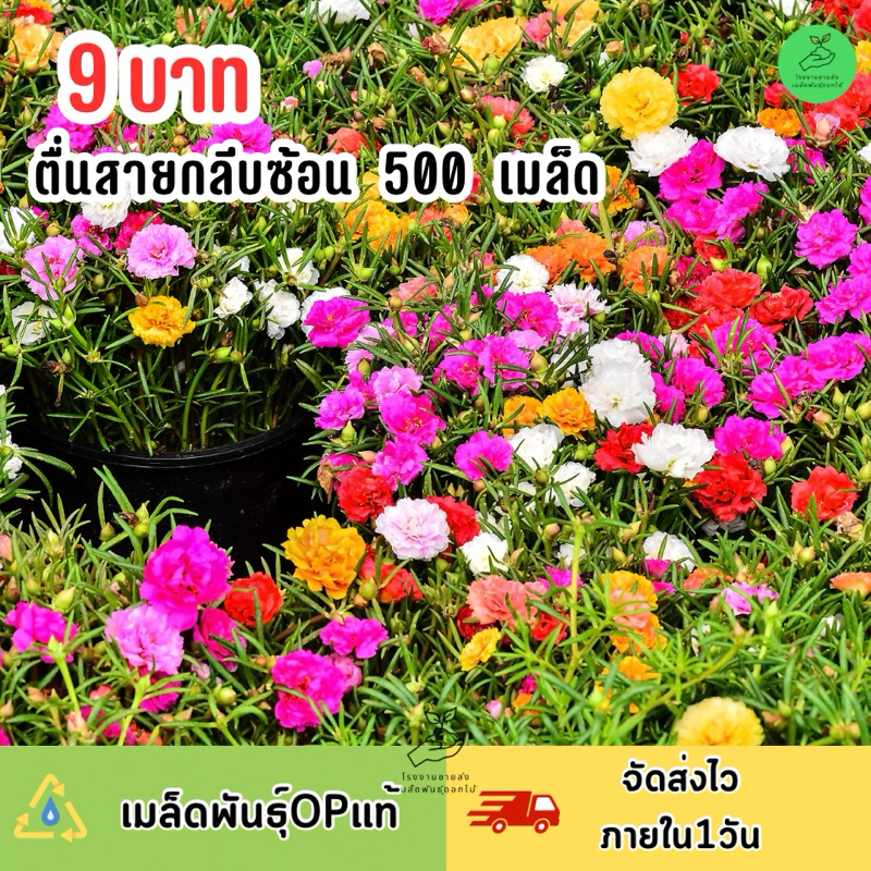 สุดคุ้ม 9 บาท คุนนายตื่นสาย กลีบซ้อนคละสีบรรจุ 500 เมล็ด