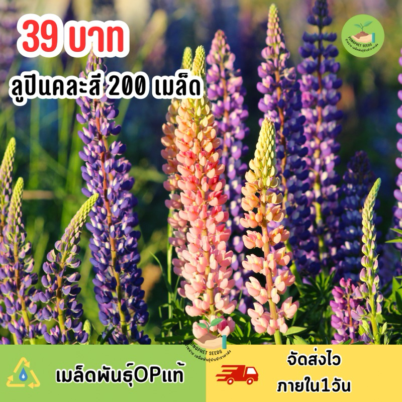 เมล็ดพันธุ์ดอกลูปิน คละสี200 เมล็ด