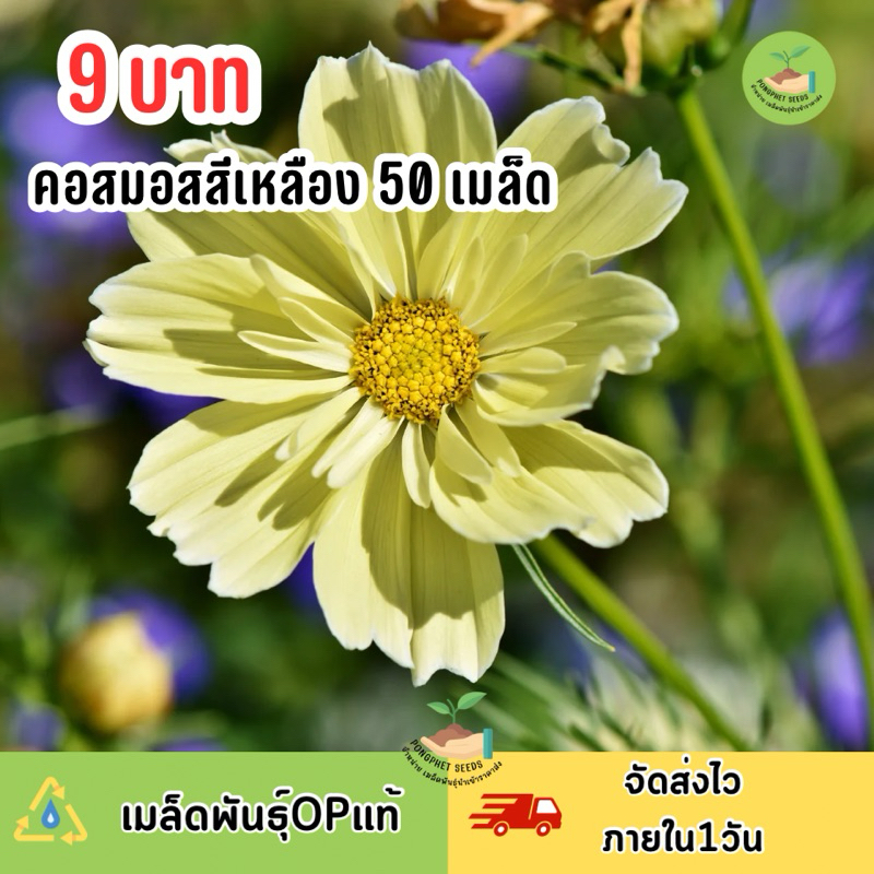 9 บาท เมล็ดพันธุ์ คอสมอสสีเหลือง บรรจุ 50 เมล็ด – โปรปัง