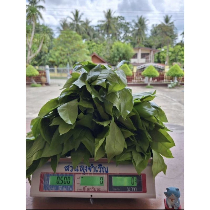 ผักเหลียง ใบเหลียง น้ำหนัก 500 กรัม ราคาถูกคุณภาพดี เก็บสดทุกวัน สวนลุงจำเริญ