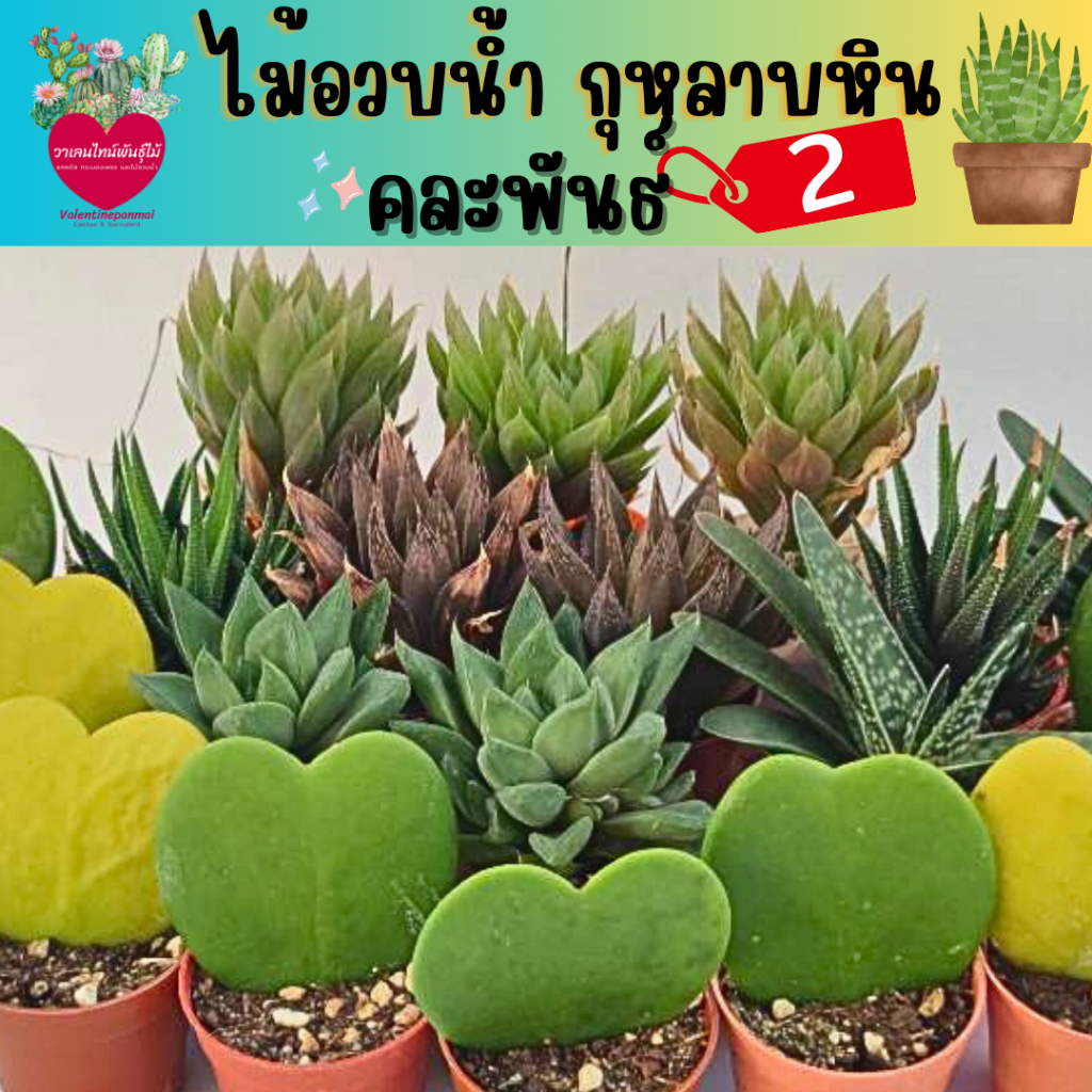 Succulent ไม้อวบน้ำ กุหลาบหิน คละพันธุ์ ราคาถูก ส่งทั้งกระถาง! มือใหม่เลี้ยงง่าย (2/4)