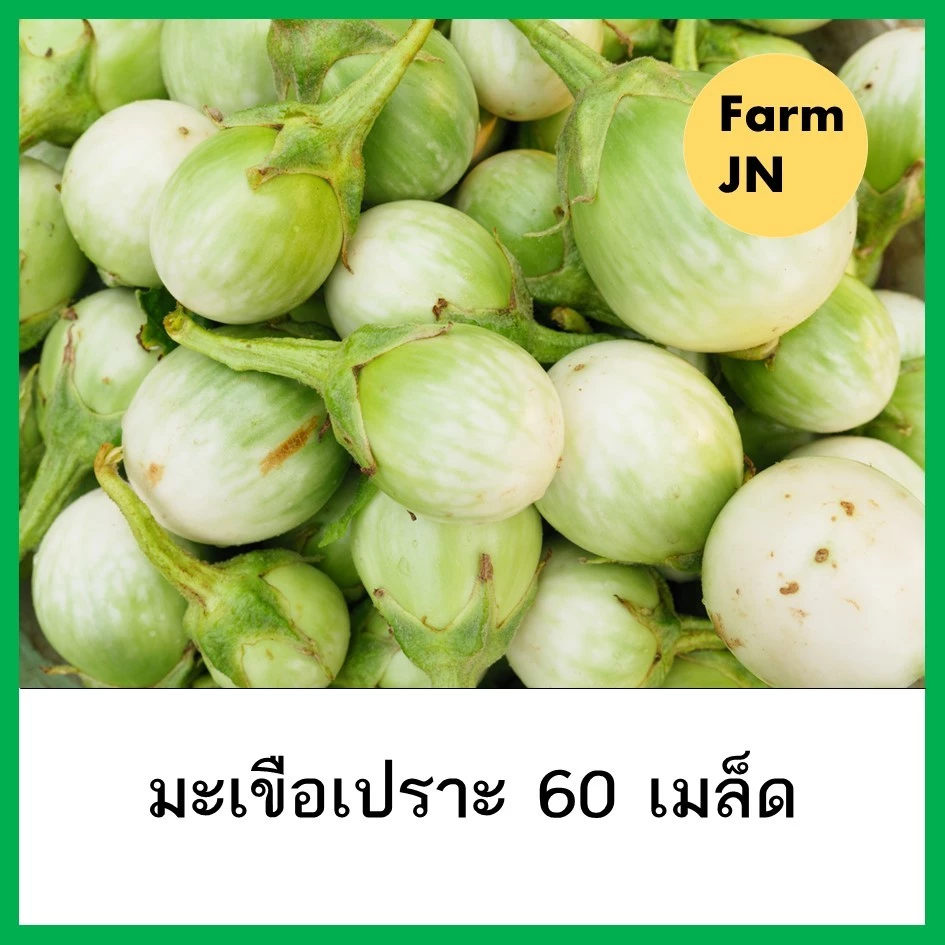 เมล็ดผักมะเขือเปราะ เมล็ดผักสวนครัว เมล็ดผัก5บาท