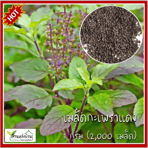 1 กรัม (2,000 เมล็ด) เมล็ดกะเพราแดง กะเพราแดง เมล็ดกะเพรา กะเพรา กระเพรา กระเพราแดง