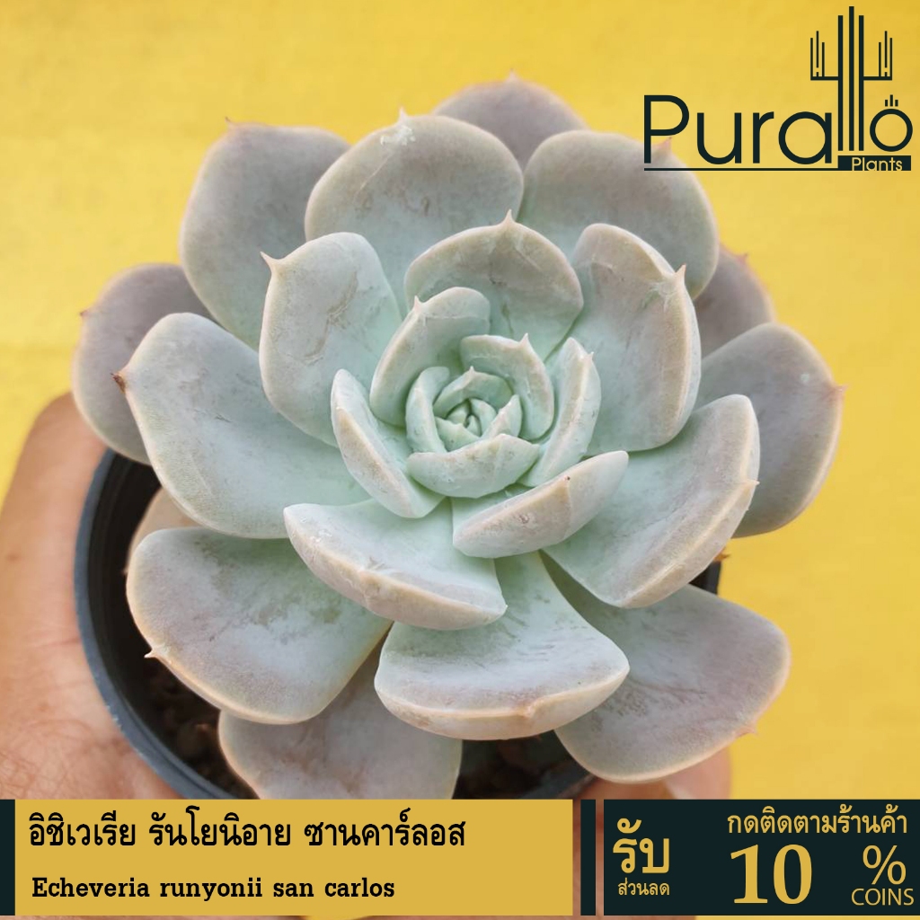ต้นไม้อวบน้ำ กุหลาบหิน อิชิเวเรีย รันโยนิอาย ซานคาร์ลอส Echeveria runyonii san carlos #succulent