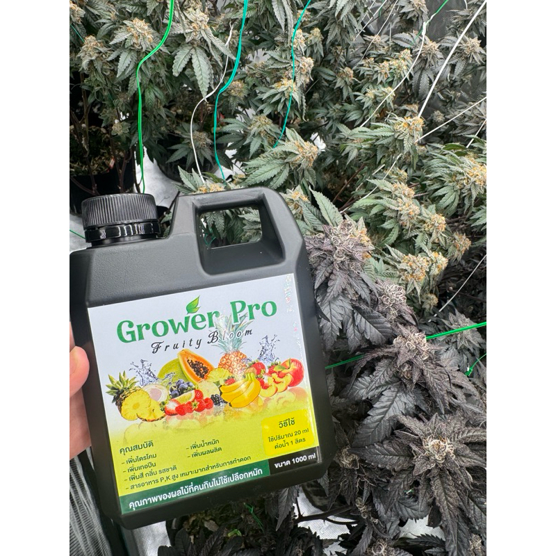น้ำหมักผลไม้รวม ปุ๋ยเสริมทำดอก Grower Pro ขนาด 1 ลิตร ดอกใหญ่ กลิ่นดี สีเข้ม